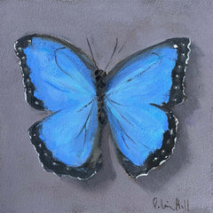 Blue Morpho - 8