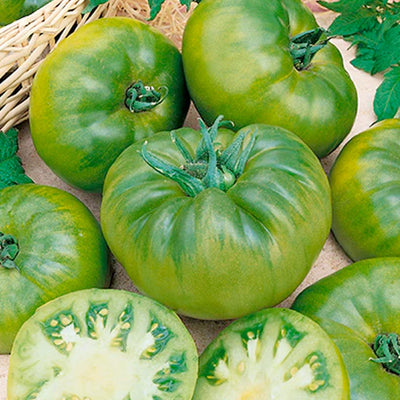 Cherokee Green - 4" Pot