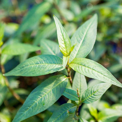 Cilantro 'Vietnamese' - 4" Pot