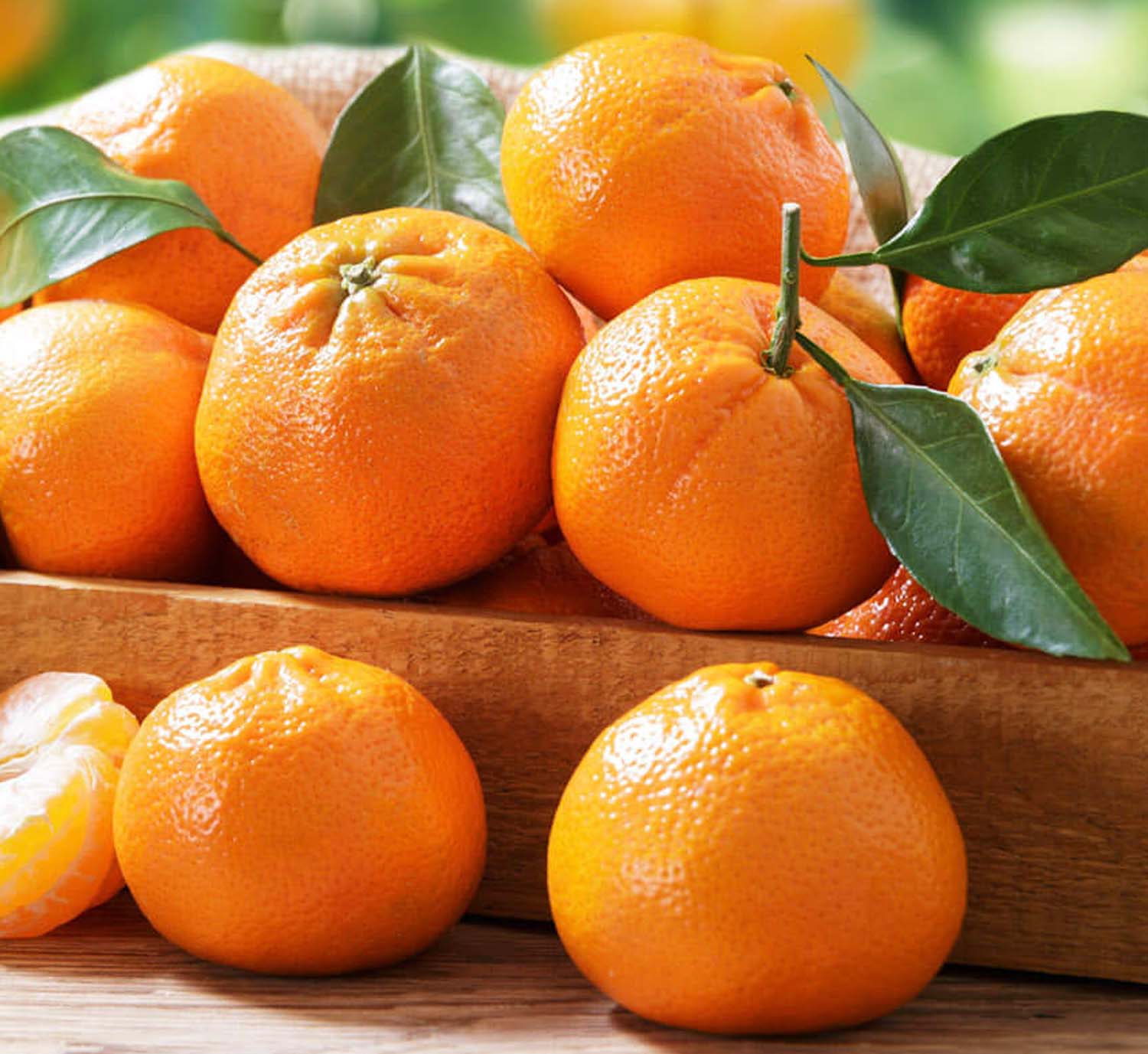 Mandarin 'Clementine' Semi-Dwarf - 25 Gallon – Roger's Gardens