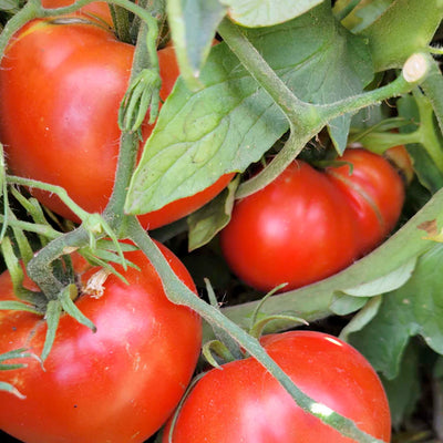 Cosmonaut Volkov - 4" Pot