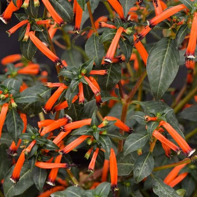 Cuphea 'Cherrybells'