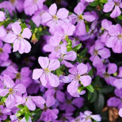 Cuphea 'Floriglory Sofia'