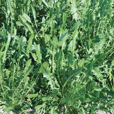 Dandelion 'Italian Clio' - 4" Pot