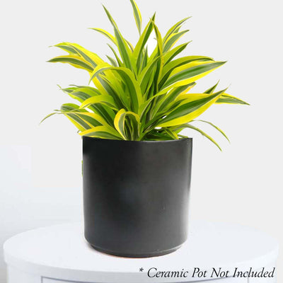 Dracaena warneckii 'Greenstripe' - 8" POT