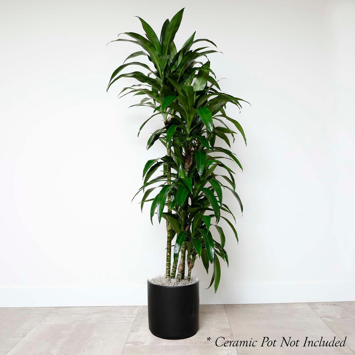dracaena lisa Dracaena 'Lisa'