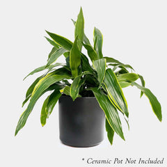 Dracaena 'Carmen' - 9