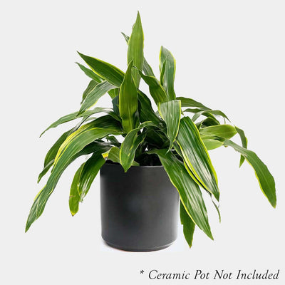 Dracaena 'Carmen' - 9"