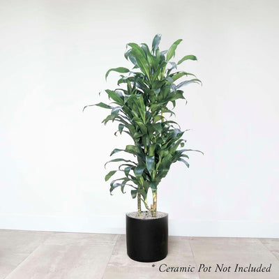 Dracaena 'Michiko' - 9"