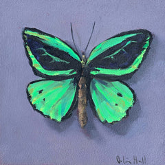 Emerald Birdwing - 8