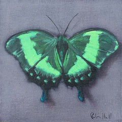 Emerald Swallowtail - 8