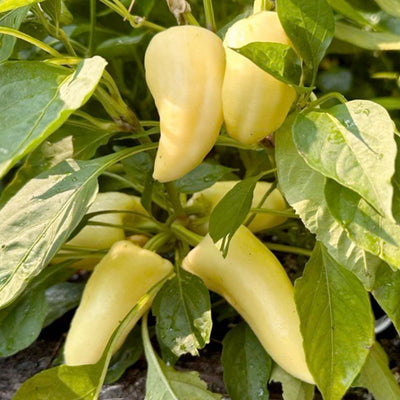 Feher Ozon Paprika - 4" Pot