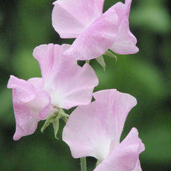 Grace of Monaco Seeds