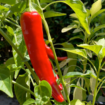 Garden Salsa - 4" Pot