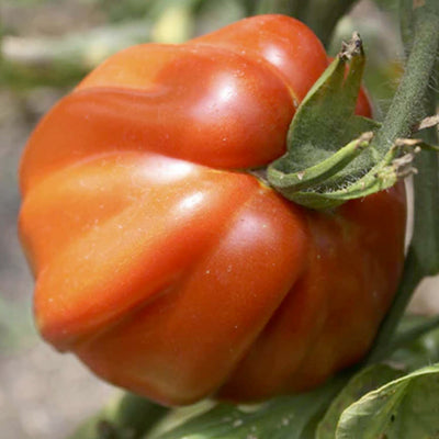 Goldman's Italian American - 4" Pot