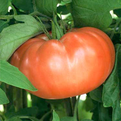 Gregori's Altai - 4" Pot