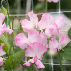Gwendoline Seeds