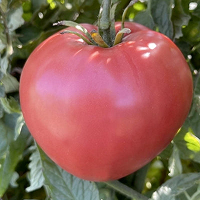 Heart of Compassion - 4" Pot