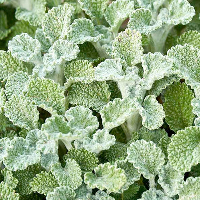 Horehound - 4" Pot