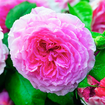 James Galway - 5 Gallon