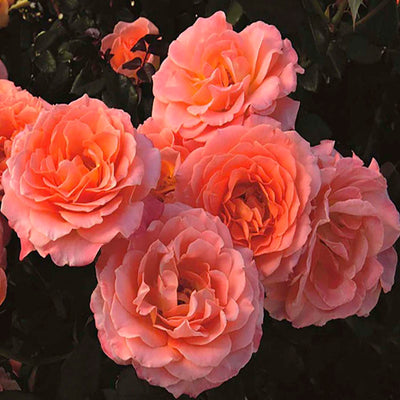 Jump for Joy - 24" - 5 Gallon