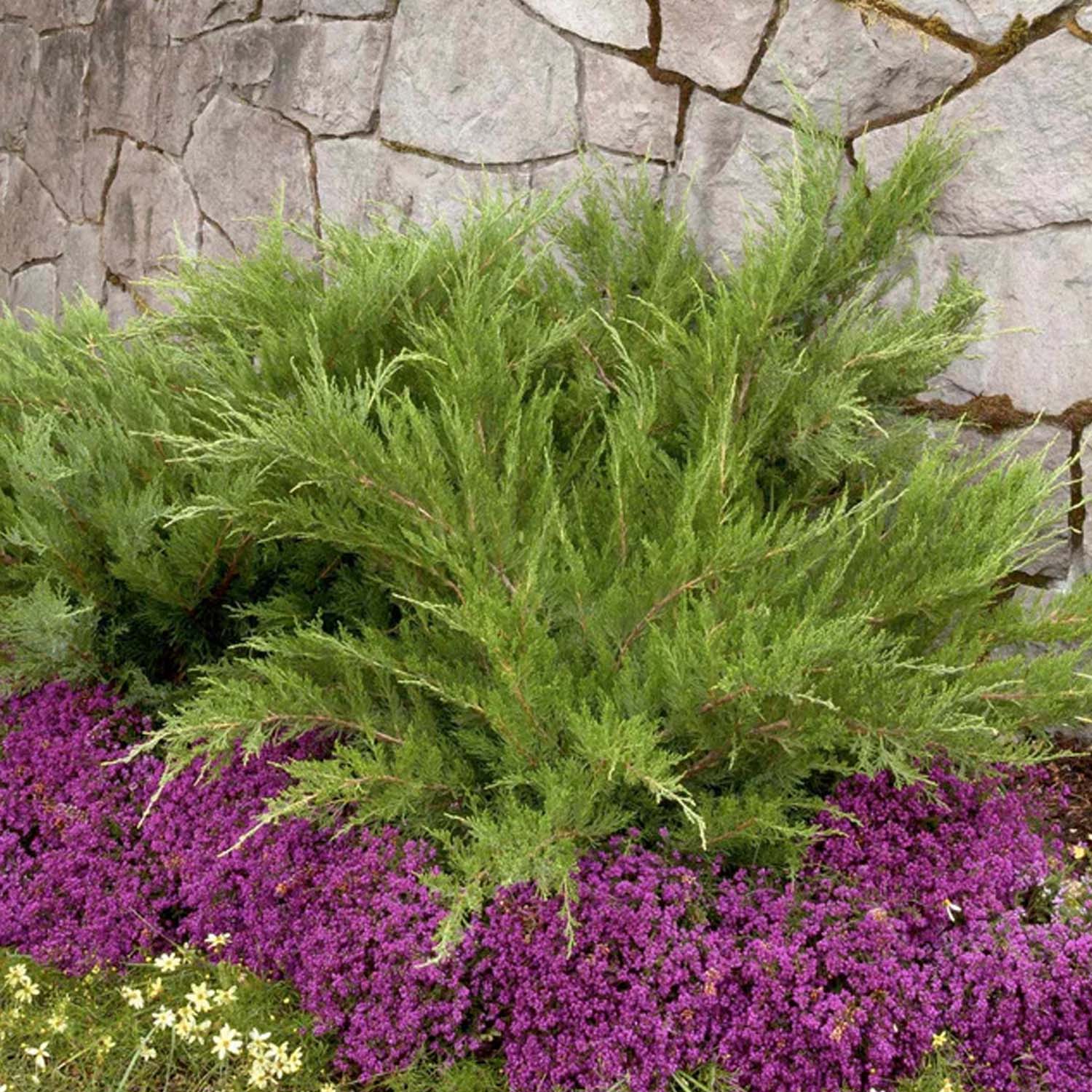 Juniperus chin. 'Mint Julep'® - Mint Julep Juniper - 1 Gallon – Roger's  Gardens, image size:1500x1500