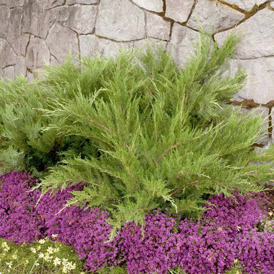 Juniperus chin. 'Mint Julep'® - Mint Julep Juniper - 1 Gallon