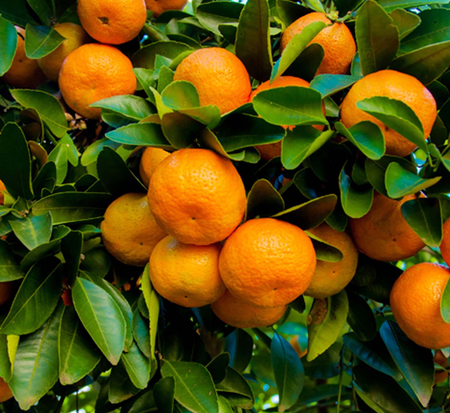 Mandarin 'Kishu' Semi-Dwarf - 15 Gallon – Roger's Gardens