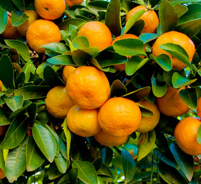 Mandarin 'Kishu' Semi-Dwarf - 15 Gallon