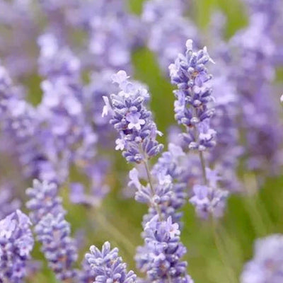 Lavender 'Dutch Grosso' - 4" Pot