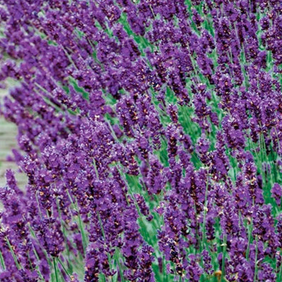 Lavender 'English Dwarf Hidcot' - 4" Pot