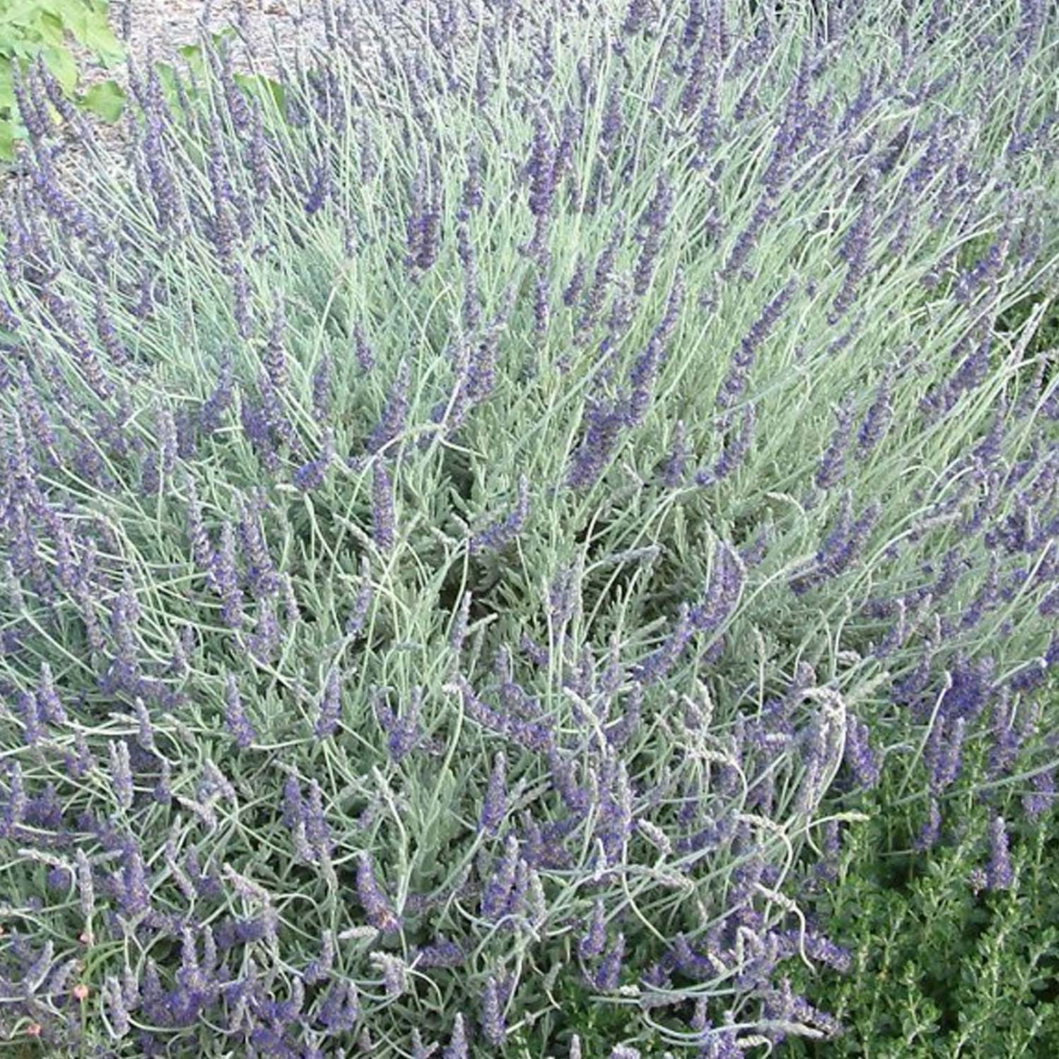 Lavender_GoodwinCreek.jpg?v=
