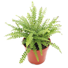Lemon Button Fern - 4