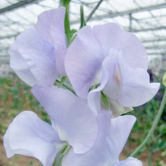 Sunshine Mid Blue Seeds