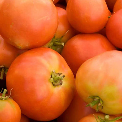 Long Keeper - 4" Pot