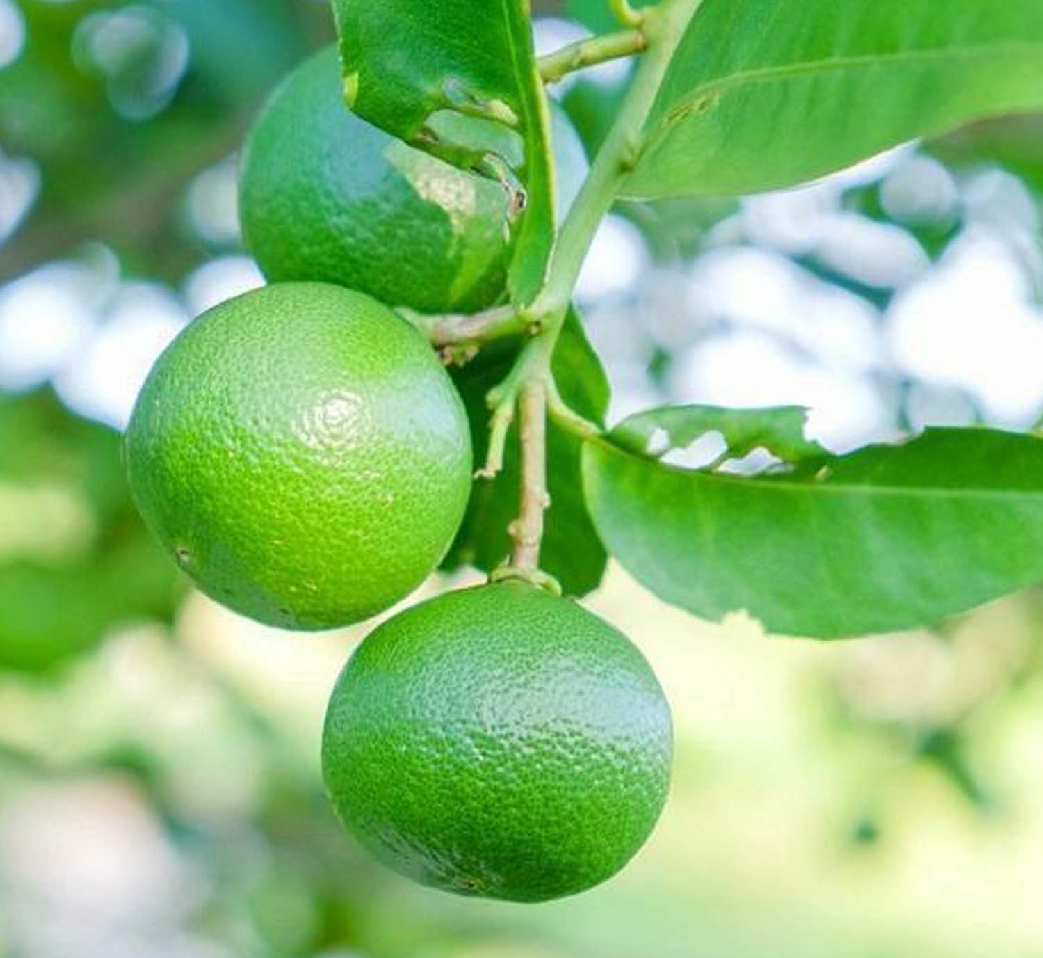 Lime 'Mexican-Key' Standard - 5 Gallon – Roger's Gardens