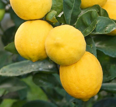 Lemon 'Meyer Improved' Standard - 15 Gallon