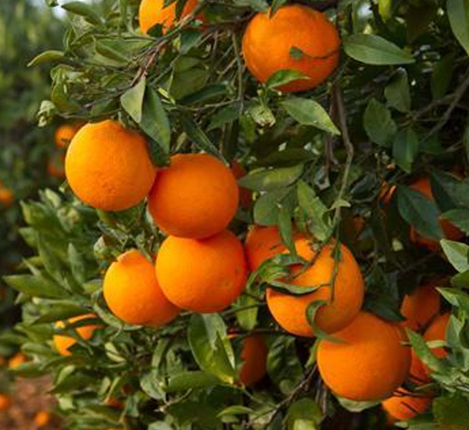 Orange 'Midnight Valencia' Standard - 15 Gallon – Roger's Gardens