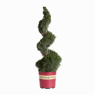 Juniperus chin. 'Mint Julep'® - Mint Julep Juniper - 2 Gallon