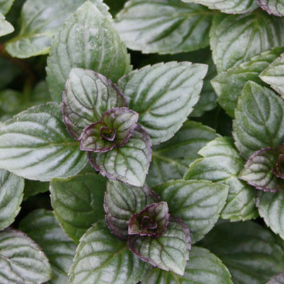 Mint 'After 8' - 4" Pot