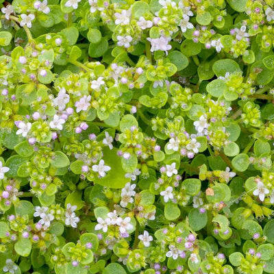 Mint 'Corsican' - 4" Pot