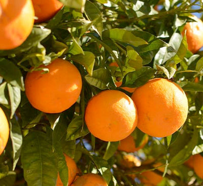 Orange 'Moro Blood' Semi-Dwarf - 25 Gallon