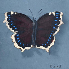 Mourning Cloak - 8