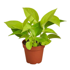 Pothos 'Neon' - 4