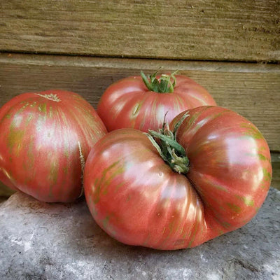 Noah's Stripes - 4" Pot