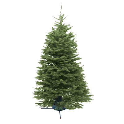 Premium Noble Fir 15 - 16 Ft