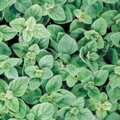 Oregano 'Greek' - 4" Pot
