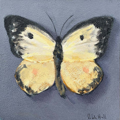 Pail Clouded Yellow - 8