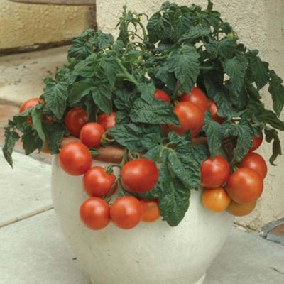 Patio - 1 Gallon