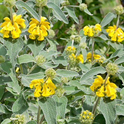 Phlomis Fruticosa